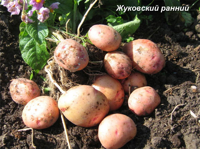 Описание лучших сортов картофеля для средней полосы России: самые урожайные и вкусные20