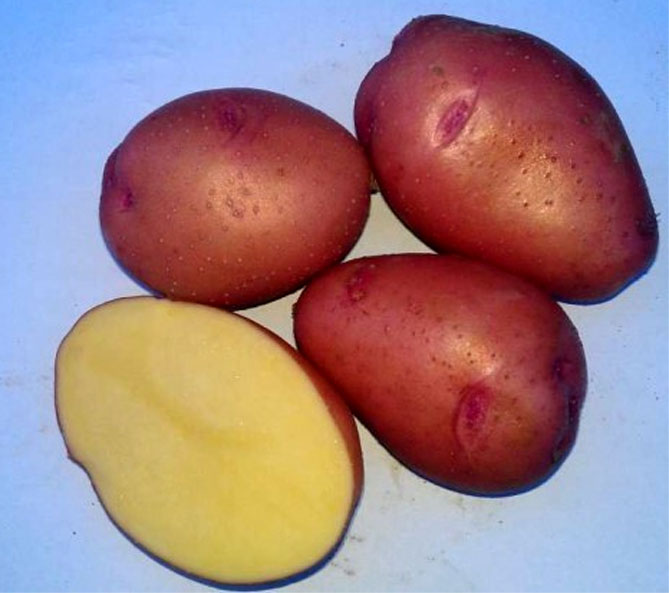 Сорт картофеля Росара — характеристика и описание, отзывы огородников3