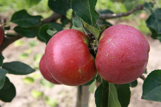 Сорт яблони Волчья — описание и фото, морозостойкость, отзывы4