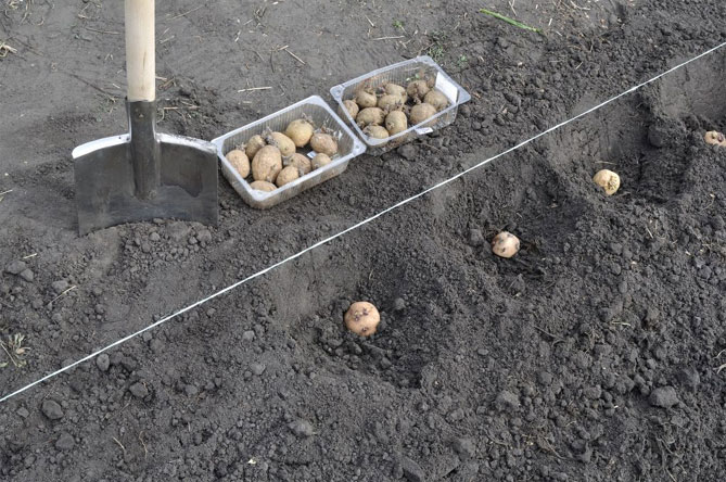 Описание сорта картофеля Невский, фото, отзывы садоводов7