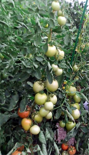 Характеристики томата Спасская башня f1 — фото, отзывы, урожайность3