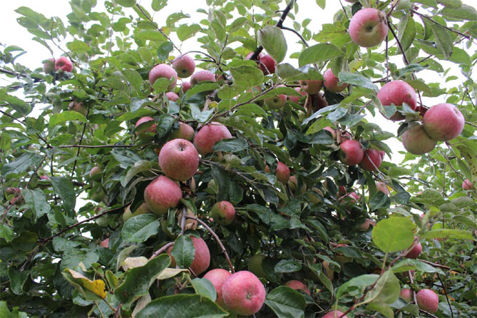 Сорт яблони Жигулевское — описание, морозостойкость, урожайность, фото и отзывы7
