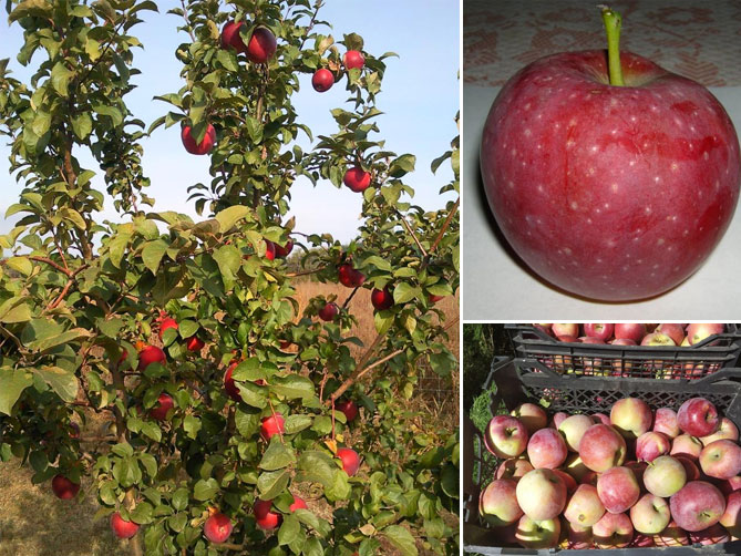 Описание сорта яблони Флорина: урожайность, характеристики яблок, фото, отзывы6