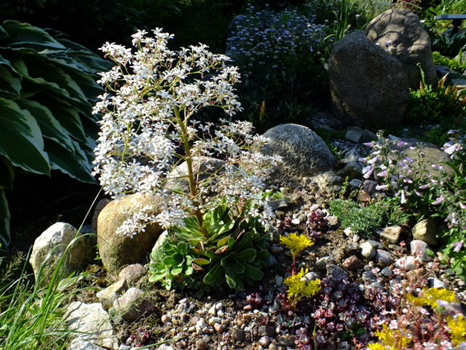 Цветок камнеломка – посадка и уход в открытом грунте, описание сортов, фото48