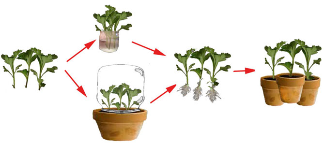 Выращивание хризантем: размножение, посадка и уход в открытом грунте18