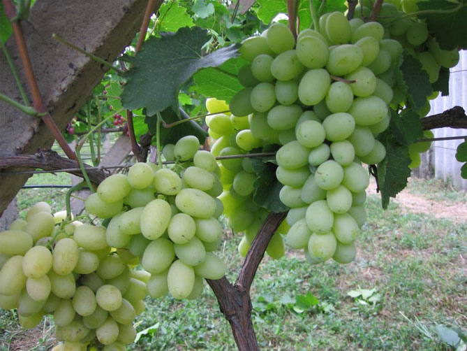 Сорт винограда Лаура — описание и характеристики, морозостойкость, урожайность, отзывы3