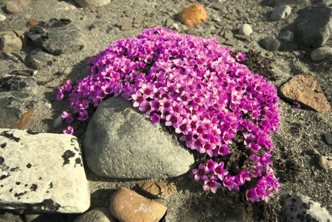 Цветок камнеломка – посадка и уход в открытом грунте, описание сортов, фото53