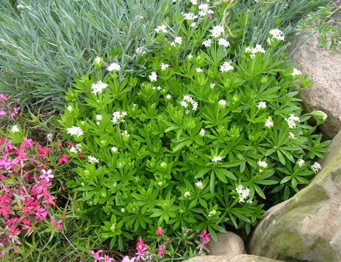 Фото и названия многолетних почвопокровных растений: цветущих и вечнозеленых48