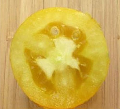 Характеристика сорта помидор Банановые ножки: описание и фото, урожайность, отзывы4