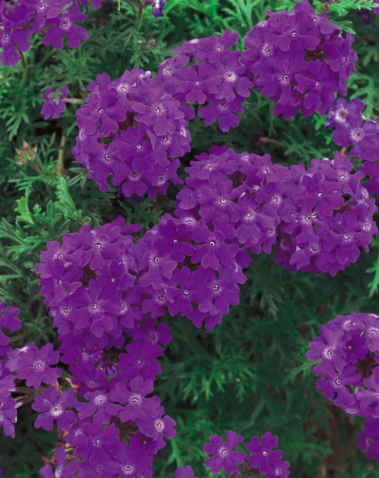 Вербена — фото цветов при посадке на рассаду15