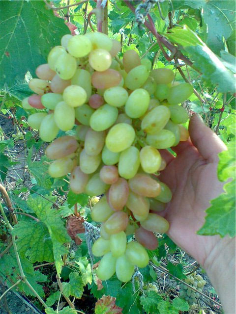 Сорт винограда Преображение — фото и характеристики, морозостойкость, отзывы3