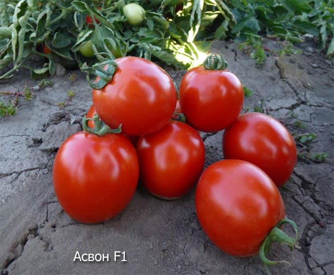 Лучшие сорта томатов на 2019 год, отзывы, фото15