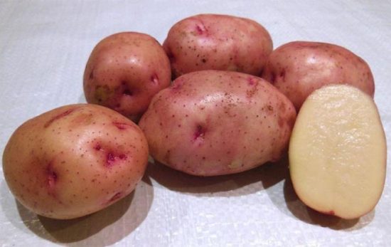 Ультраранний и ранний картофель: сорта с фото и описанием, отзывы7