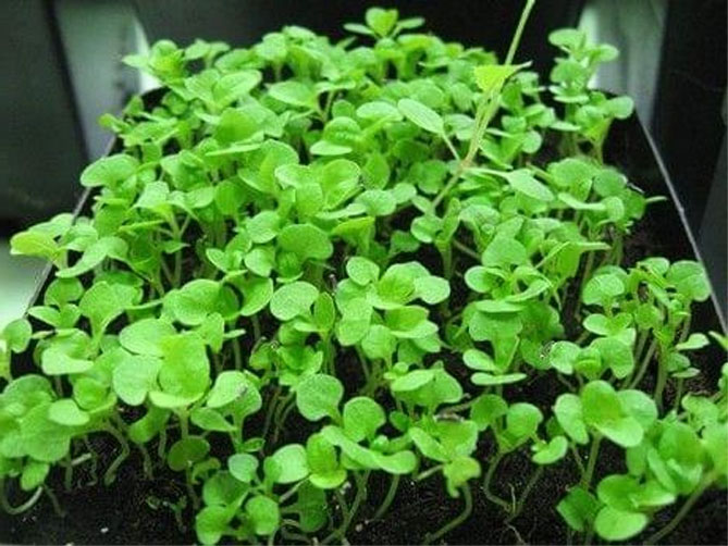Агератум - выращивание из семян, посадка и уход, размножение17