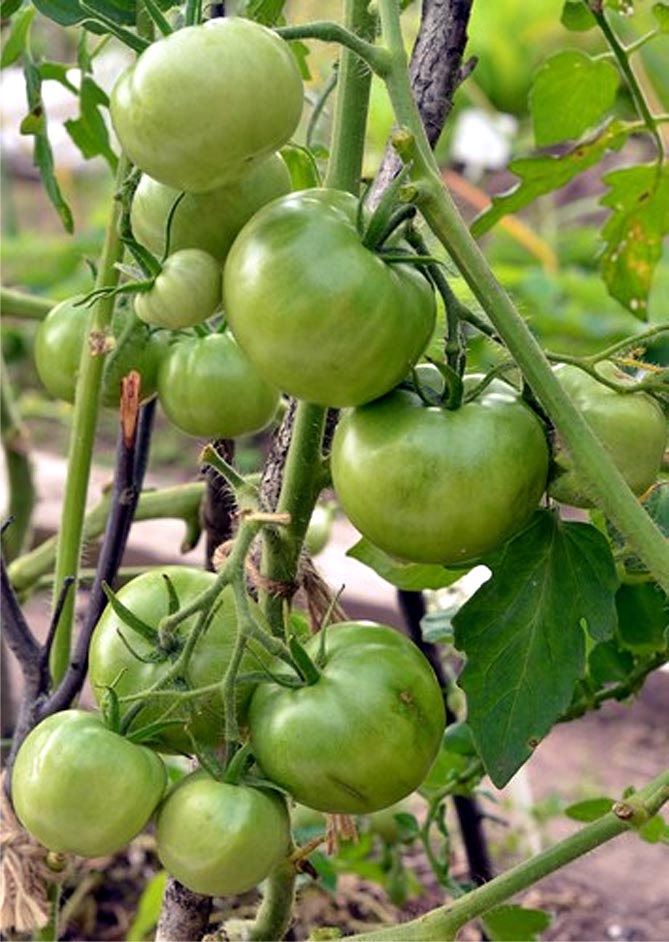 Ранний сорт томатов Сибирь — описание, урожайность, отзывы и фото6