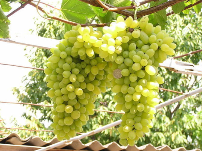 Сорт винограда Лаура — описание и характеристики, морозостойкость, урожайность, отзывы1