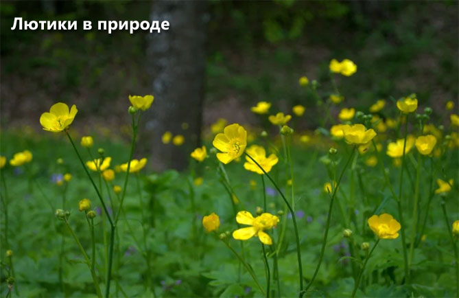 Цветы лютика (лютик): посадка и уход в открытом грунте, в домашних условиях1
