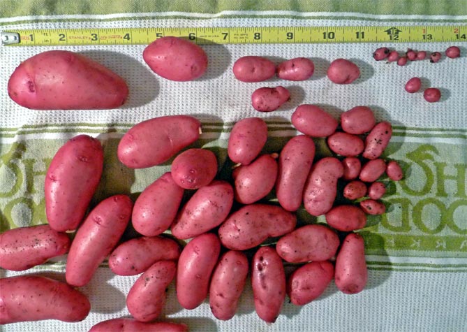 Сорт картофеля Ред Скарлет — описание, отзывы, фото3