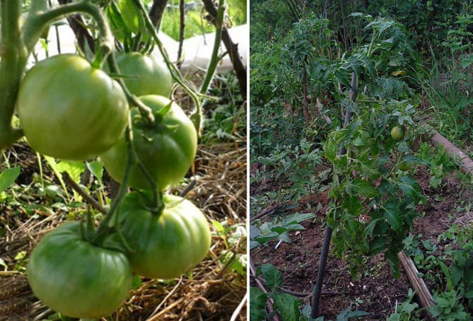Раннеспелый сорт томата Сибирский — описание, урожайность, отзывы и фото5