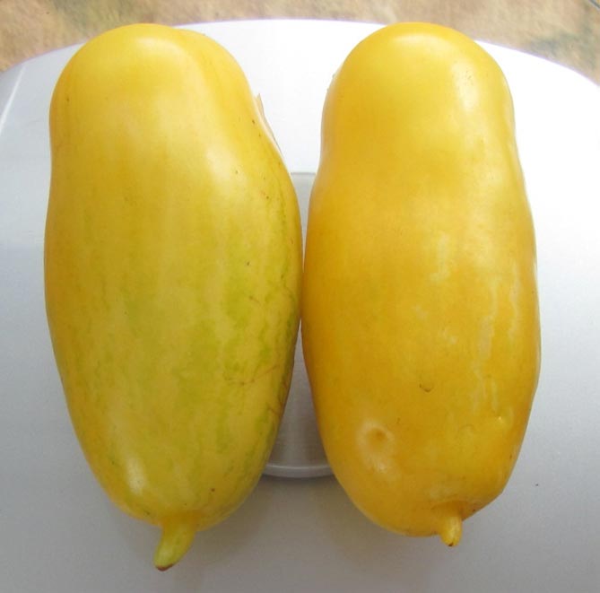 Характеристика сорта помидор Банановые ножки: описание и фото, урожайность, отзывы2