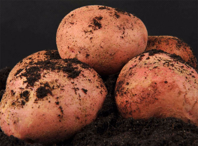 Описание лучших сортов картофеля для средней полосы России: самые урожайные и вкусные13