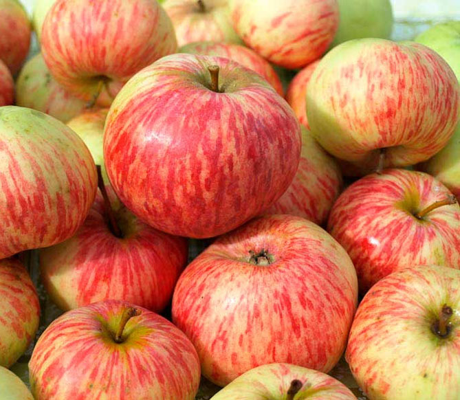 Полосатая корица: описание сорта яблони, опылители, урожайность, отзывы и фото3