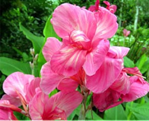 Цветок канна – размножение, посадка, уход7