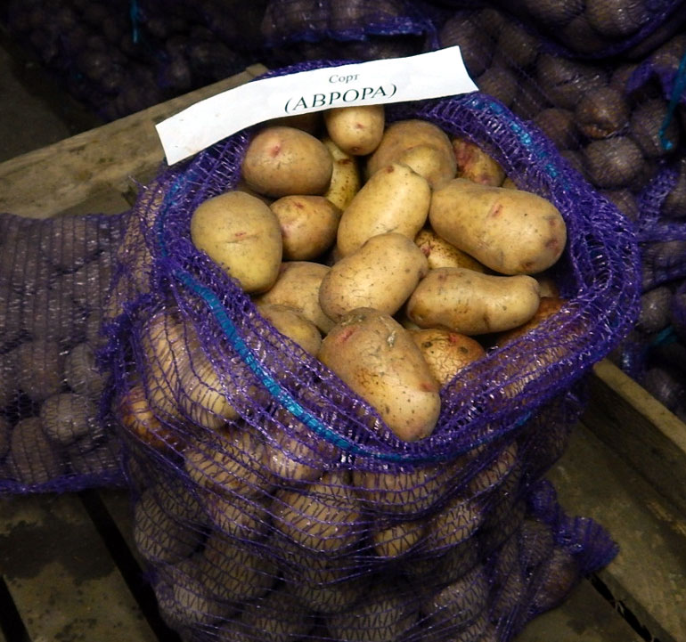 Картофель аврора — характеристика сорта, отзывы, вкусовые качества4