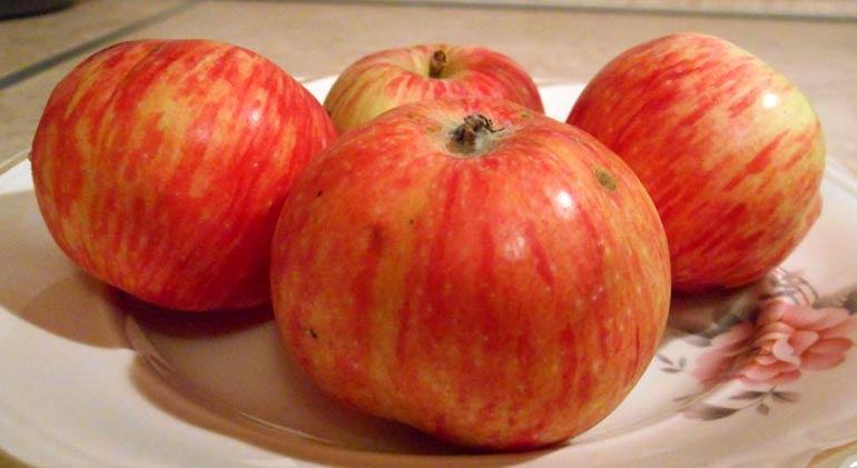 Сорт яблони Кэнди — описание и фото, отзывы садоводов0