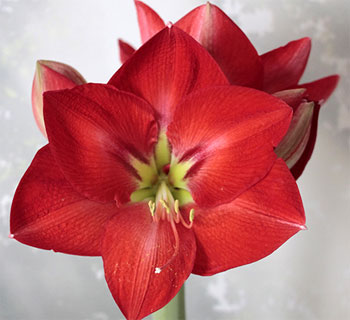 Цветок гиппеаструм – уход в домашних условиях, сорта с фото31