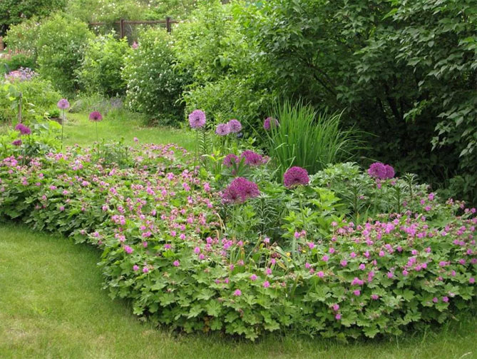 Многолетняя садовая герань: посадка и уход в открытом грунте, сорта с фото22