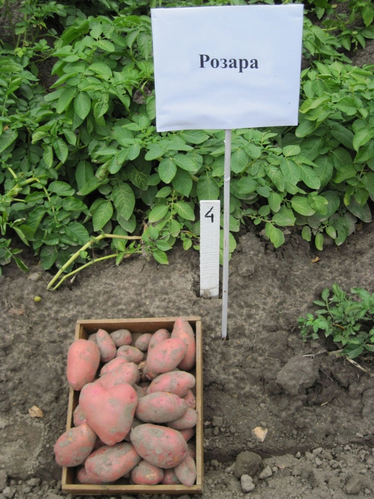 Сорт картофеля Розара – характеристика и описание, отзывы огородников