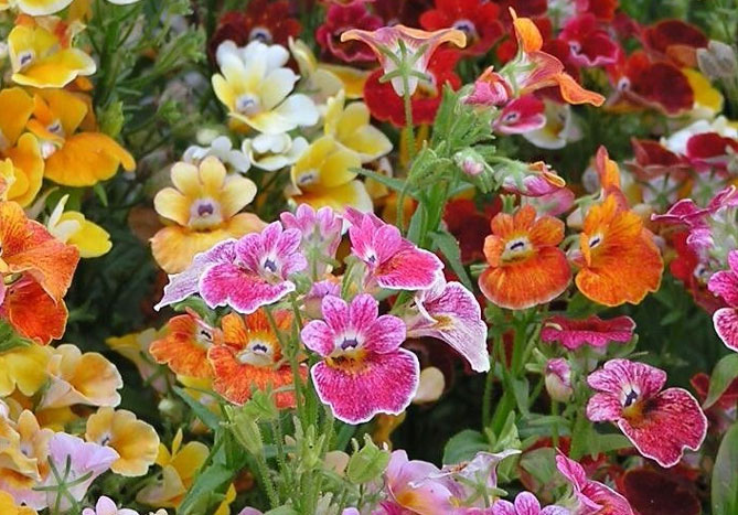 Цветы немезии - выращивание из семян, посадка в открытый грунт, уход, фото8