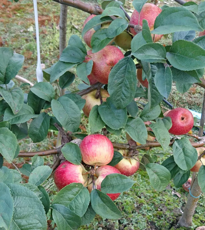Сорт яблони Кэнди — описание и фото, отзывы садоводов1