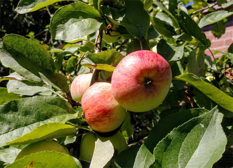 Описание сорта яблони Грушовка Московская: урожайность, морозостойкость, засухоустойчивость0