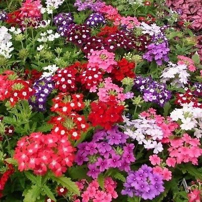 Вербена — фото цветов при посадке на рассаду22