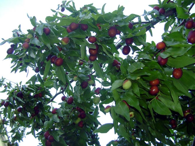 дерево унаби (китайский финик, зизифус) – посадка, выращивание и уход, сорта26