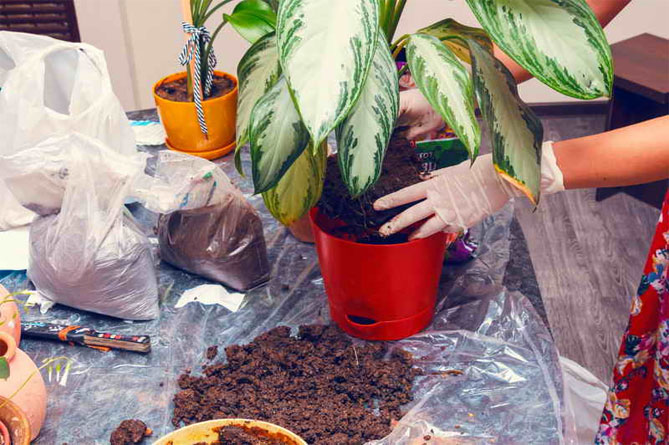 Цветок аглаонема – уход в домашних условиях, сорта с фото и описанием32