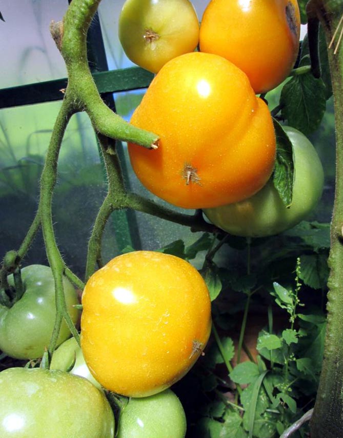 Сорт помидор Хурма — характеристика и описание, отзывы, фото2