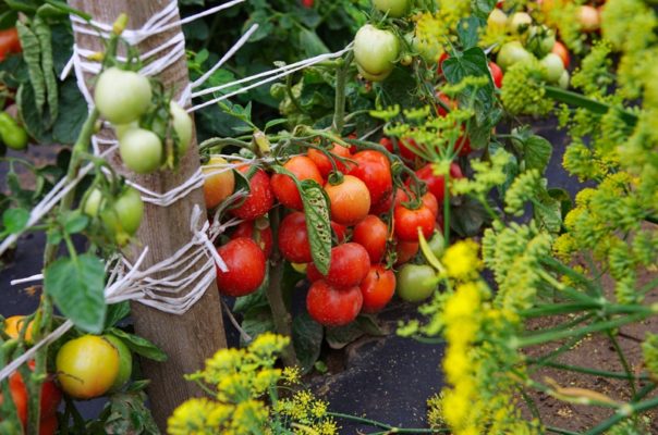 Помидор Дубрава: как получить хороший урожай
