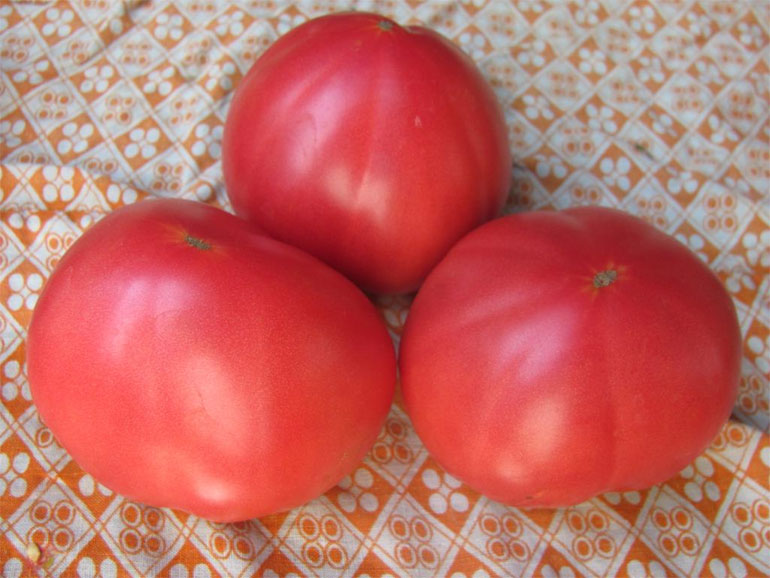 Особенности томатного секрета Бабушкина: урожайность, плюсы и минусы, отзывы и фото0