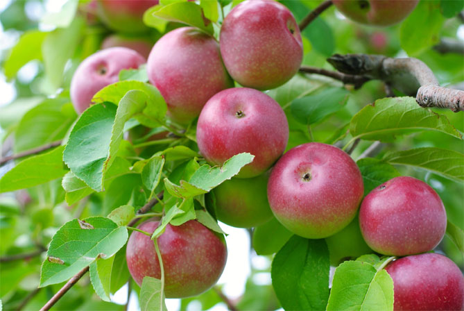 Сорт яблони Волчья — описание и фото, морозостойкость, отзывы7