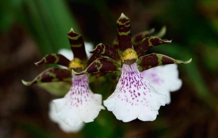 Орхидея Зигопеталум6