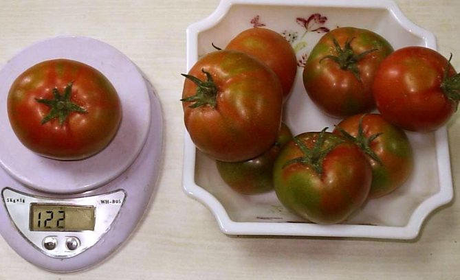 Ранний сорт томатов Сибирь — описание, урожайность, отзывы и фото3
