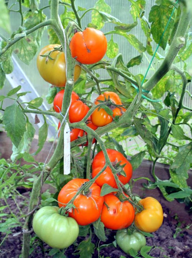 Сорт помидор Хурма — характеристика и описание, отзывы, фото11