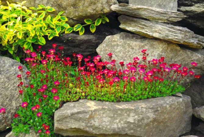 Лучшие растения для альпийской горки – цветы, многолетники, хвойные21