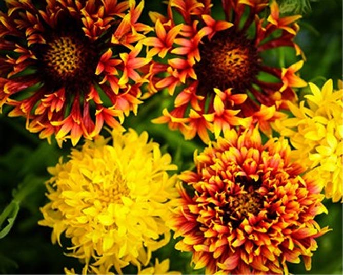Многолетний цветок гайлардия – посадка и уход, выращивание рассады из семян, сорта29