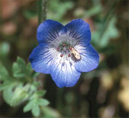Цветок немофила: посадка и уход, выращивание из семян, фото сорта2