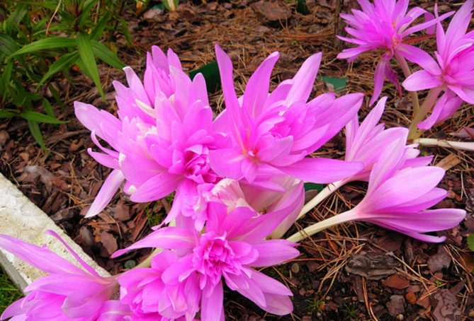 Цветок безвременник: посадка и уход в саду, фото сортов и видов с описанием14
