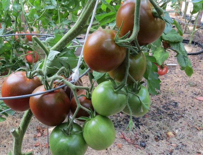 Сорт помидор Черный принц - описание и характеристика, фото, отзывы1